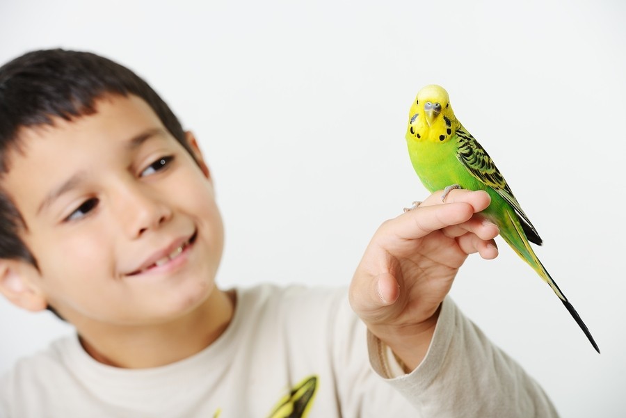 טיפול בילדים בעזרת בעלי חיים